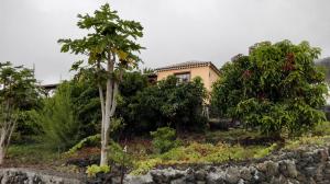 una casa rodeada de árboles y una pared de piedra en Casa Los Quemados, en Fuencaliente de la Palma