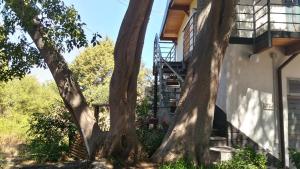 a tree next to a building with a staircase at Chalet Don Bosco in Castiglione di Sicilia