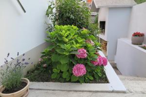 Zahrada ubytování Apartments Kovacic