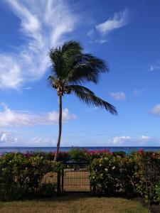 een palmboom in een tuin met de oceaan op de achtergrond bij Savannah Guadeloupe in Saint-François