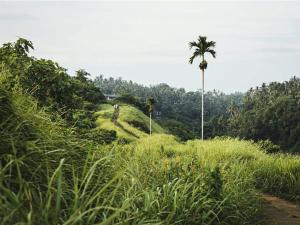 a palm tree on a grassy hill with a palm tree at Sri Ratih Cottages, CHSE Certified in Ubud