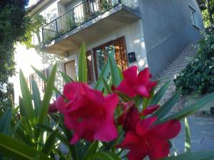 Une bande de fleurs roses devant une maison dans l'établissement Apartman Svilno, à Rijeka