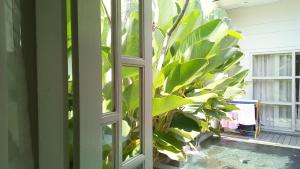 a room with a window and a large banana plant at The Patio Yogya in Yogyakarta