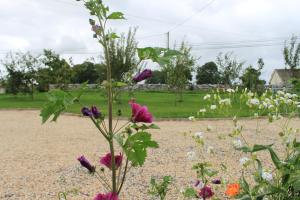 Φωτογραφία από το άλμπουμ του Harry's House σε Ballinrobe