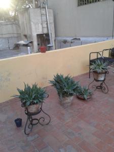 un gruppo di piante in vaso che siedono su un patio di Casa En El Corazón De Mendoza a Mendoza
