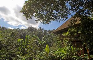 Zahrada ubytování Alassari Plantation
