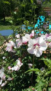 un grupo de flores rosas en un jardín en Les Nuits de Saint Jean, en Saint-Jean-Saint-Maurice-sur-Loire