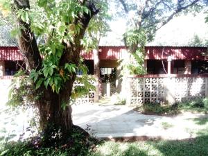 a tree in front of a building at Pennywise Cottages in Victoria Falls