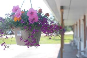 Zahrada ubytování Tantramar Motel