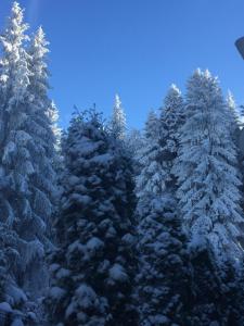 a group of pine trees covered in snow at Vila Bogdana in Predeal
