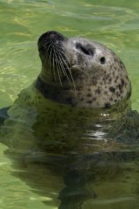 Billede fra billedgalleriet på CampWest i Oksbøl + 38 billeder