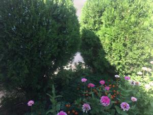 Gallery image of Apartments OldTown in Podgorica