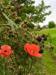 Sodas prie apgyvendinimo įstaigos Bed and Breakfast de Bosakker