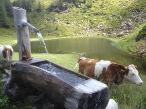 Állatok az apartmanban vagy a közelben