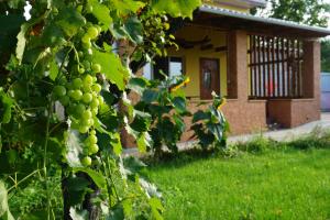 a bunch of green grapes hanging from a tree at Red Star Peoples Republic in Tiraspol