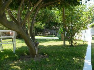 un parco con un albero e una panchina nell'erba di Hotel Savoia a Procida