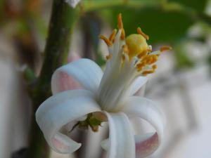 a close up of a white flower on a plant at Hotel Yria in Vieste