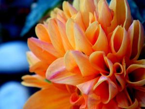 a close up of a orange flower at Hotel Yria in Vieste