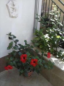 Zahrada ubytování Apartments Šime