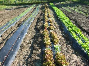 Foto dalla galleria di Agriturismo Valdolivo a Cogoleto Altre 24 foto
