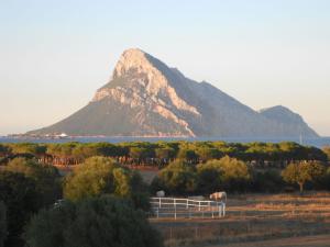a mountain in the middle of a field with trees at B&B La Taerra in Porto San Paolo