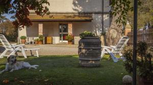 un chien couchant sur l'herbe dans une cour avec des chaises dans l'établissement La Fondona, à Campagnatico