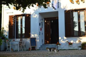 a cat walking in front of a building at Nova Citrus Otel in Siğacık