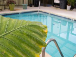 a green chair sitting next to a swimming pool at Brighton Suites Hotel in Rehoboth Beach