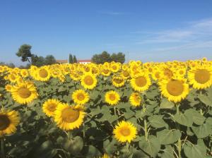 Fotografie z fotogalerie ubytování Podere Girasoli v destinaci Piombino