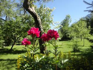 two pink flowers in front of a tree at Chalet Ramsau 8 in Bad Goisern +16 photos