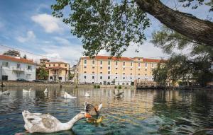 eine Gruppe von Enten, die in einem See mit Gebäuden schwimmen in der Unterkunft Hydrama Grand Hotel in Drama