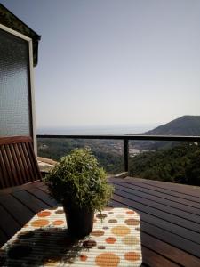 a potted plant sitting on a table on a balcony at Tigullio Vacations: lo Chalet sul Mare in Leivi