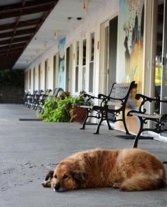 un chien brun posé sur un trottoir à côté des bancs dans l'établissement Little River Inn Motel, à Leon