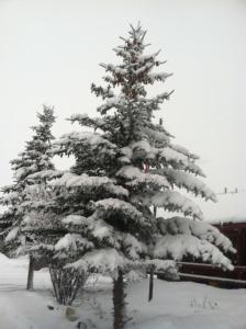dos árboles de Navidad cubiertos de nieve en un patio en Teton Valley Cabins, en Driggs