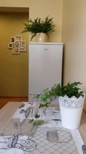 a potted plant sitting on top of a table at Apartment on Brivzemnieka in Liepāja