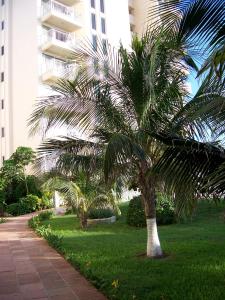 una palmera en el césped junto a un edificio en Salvia Cancun Aparts, en Cancún