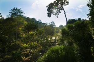 a view of a forest with palm trees at Phurua Resort in Phu Ruea