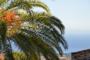 een palmboom met de hemel op de achtergrond bij maison corse en balagne in Cateri