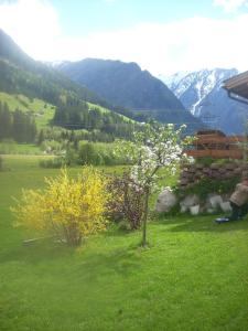 a tree in a field with mountains in the background at Familienferienwohnung Manuela Scherer in Neukirchen am Großvenediger