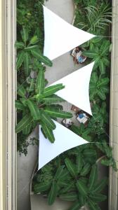 an overhead view of a bunch of green plants at Las Rochas in Mindelo