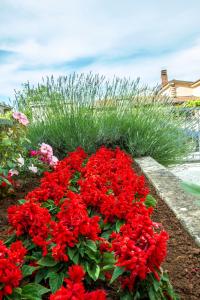 a bed of red flowers in a garden at Apartments Hortensia in Pula