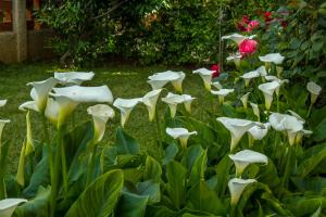 un grupo de flores blancas en un jardín en Apartments Hortensia en Pula