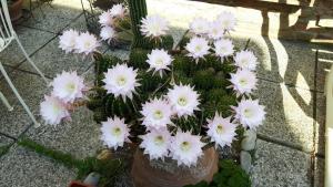 Banda białych kwiatów w doniczce w obiekcie Il Giardino Roccioso w Rawennie