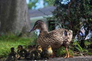 a duck with a group of ducklings on the ground at Mill Rythe Coastal Village in South Hayling