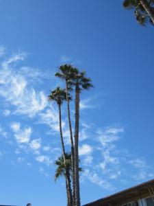 two palm trees against a blue sky with clouds at Civic Center Lodge / Lake Merritt BART in Oakland