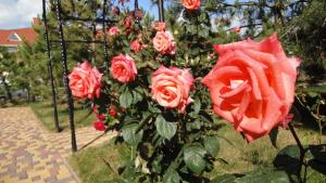 eine Gruppe roter Rosen in einem Garten in der Unterkunft Villa Sosnovy Bor in Satoka