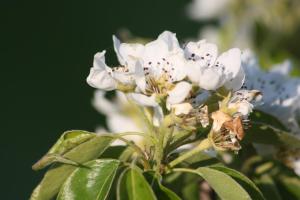 een bij op een witte bloem met groene bladeren bij Radler's Hof in Letschin