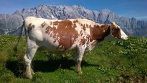 Imagen de la galería de Reith-Gut, en Mühlbach am Hochkönig