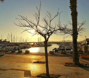 un árbol frente a un puerto deportivo con barcos en Al Trentados, en Alghero