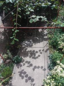 a garden with a walkway with flowers and plants at Julija Guest House in Ohrid